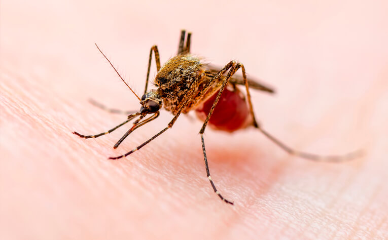 Dengue enfermedad transmitida por mosquitos