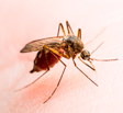 Mosquito Fiebre Amarilla