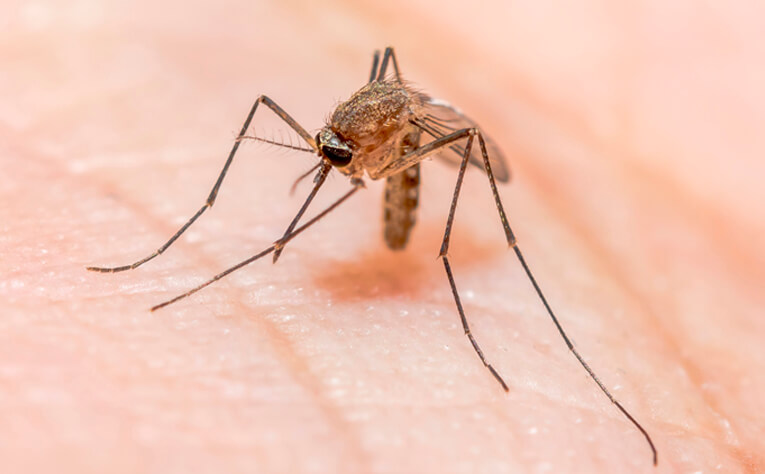 Malaria enfermedad transmitida por mosquitos