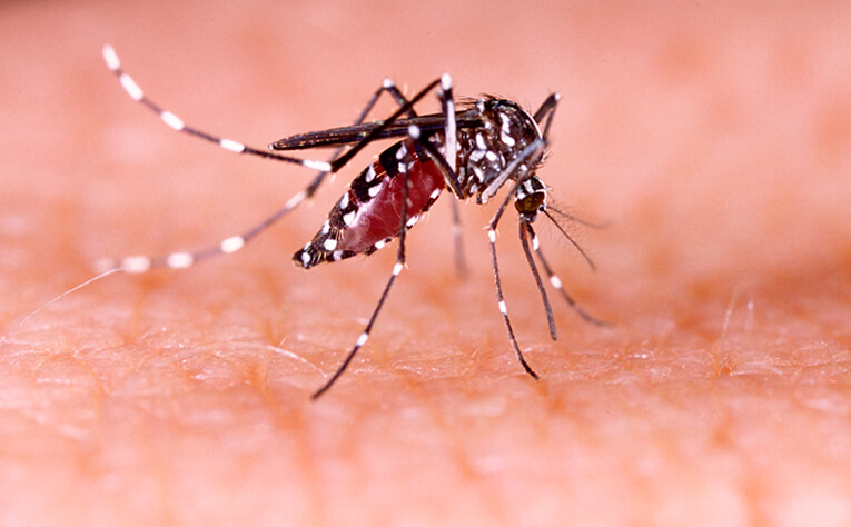 Zika enfermedad transmitida por mosquitos